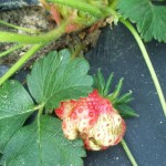 Catfaced strawberry