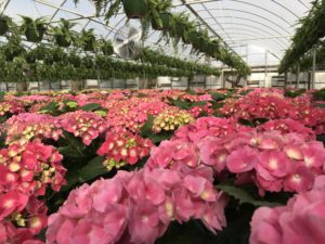 Cover photo for Greenhouse Diagnostics Workshop Set for March 1