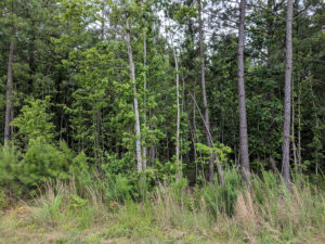 Cover photo for Register Now for Extension's Weed Management for Forest Landowners Workshop