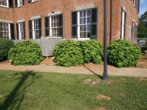 Cover photo for Proper Pruning Matters!