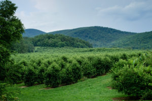 Picture of apple orchard