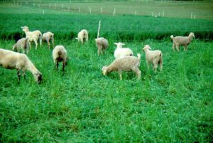 Cover photo for Central North Carolina Goat / Sheep Practical Management and Marketing Workshop