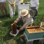 Beekeeper checking for Varroa mites