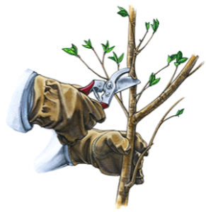 Cover photo for Extension Gardener Winter Pruning Workshops Just Announced: Register Now!