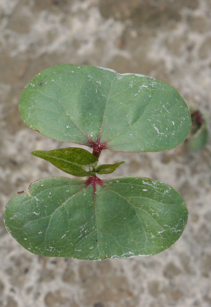 2 true cotton leaves