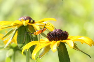 Cover photo for Learn to Grow: Integrated Approaches for Managing Garden Pests, pt. 2