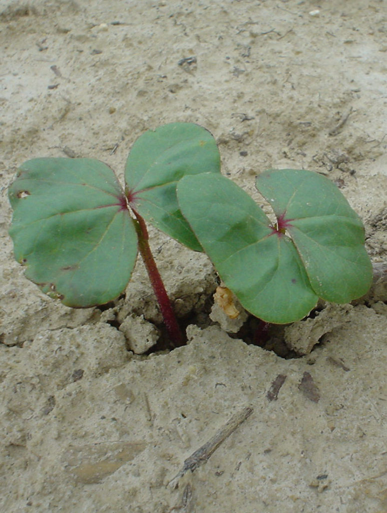 first true cotton leaf