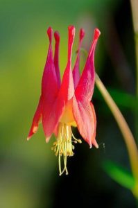 Wild Columbine flower