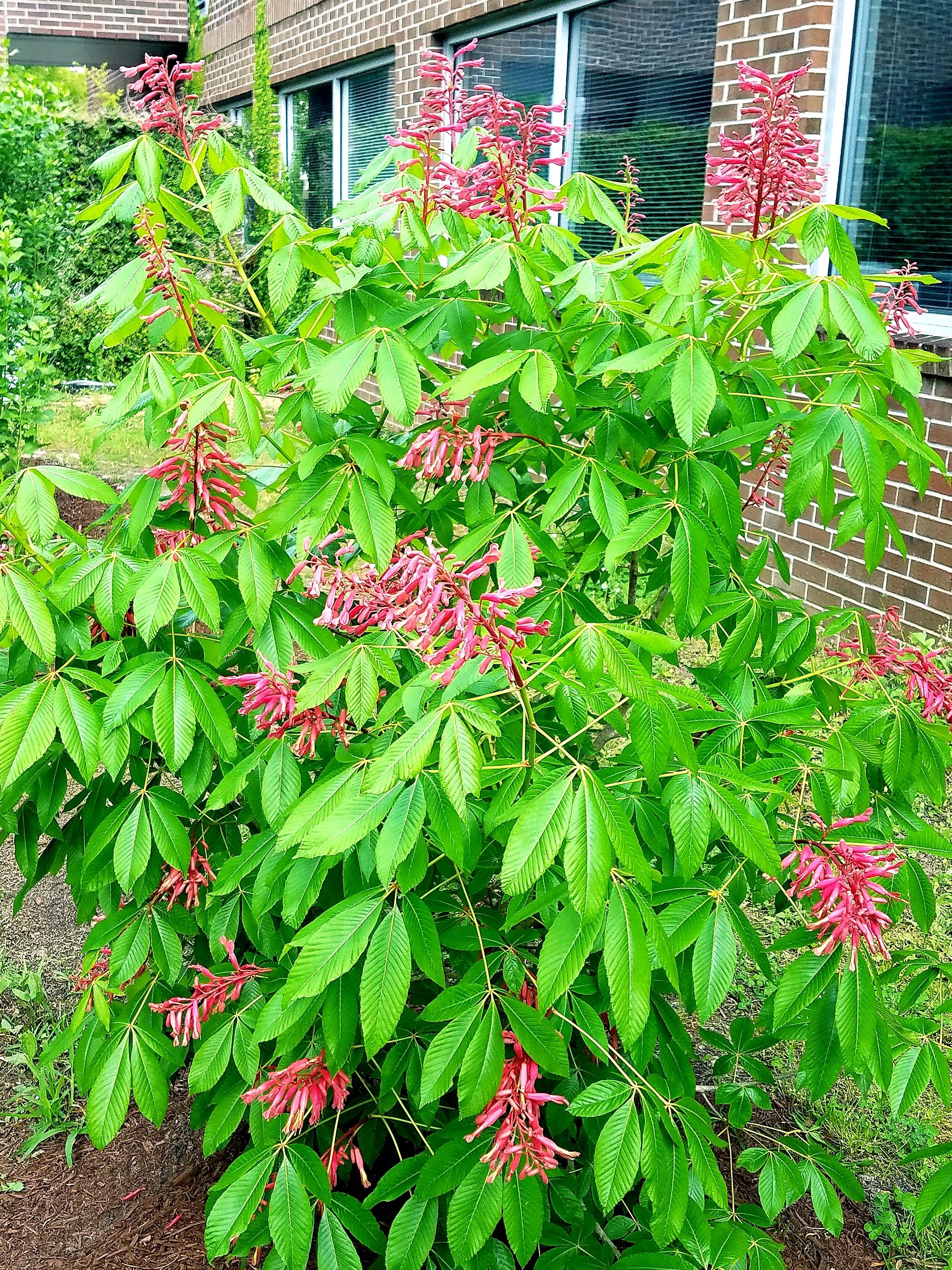 Red buckeye