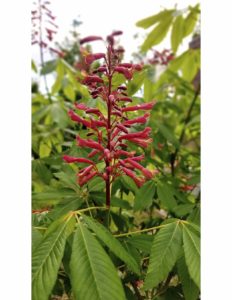 Cover photo for Learn to Grow: Red Buckeye
