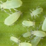 Aphids are notorious plant pests that can be successfully controlled with oily insecticides.