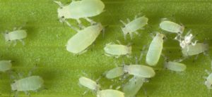 Aphids are notorious plant pests that can be successfully controlled with oily insecticides.