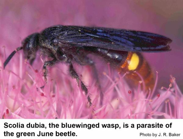 Blue Winged Wasp