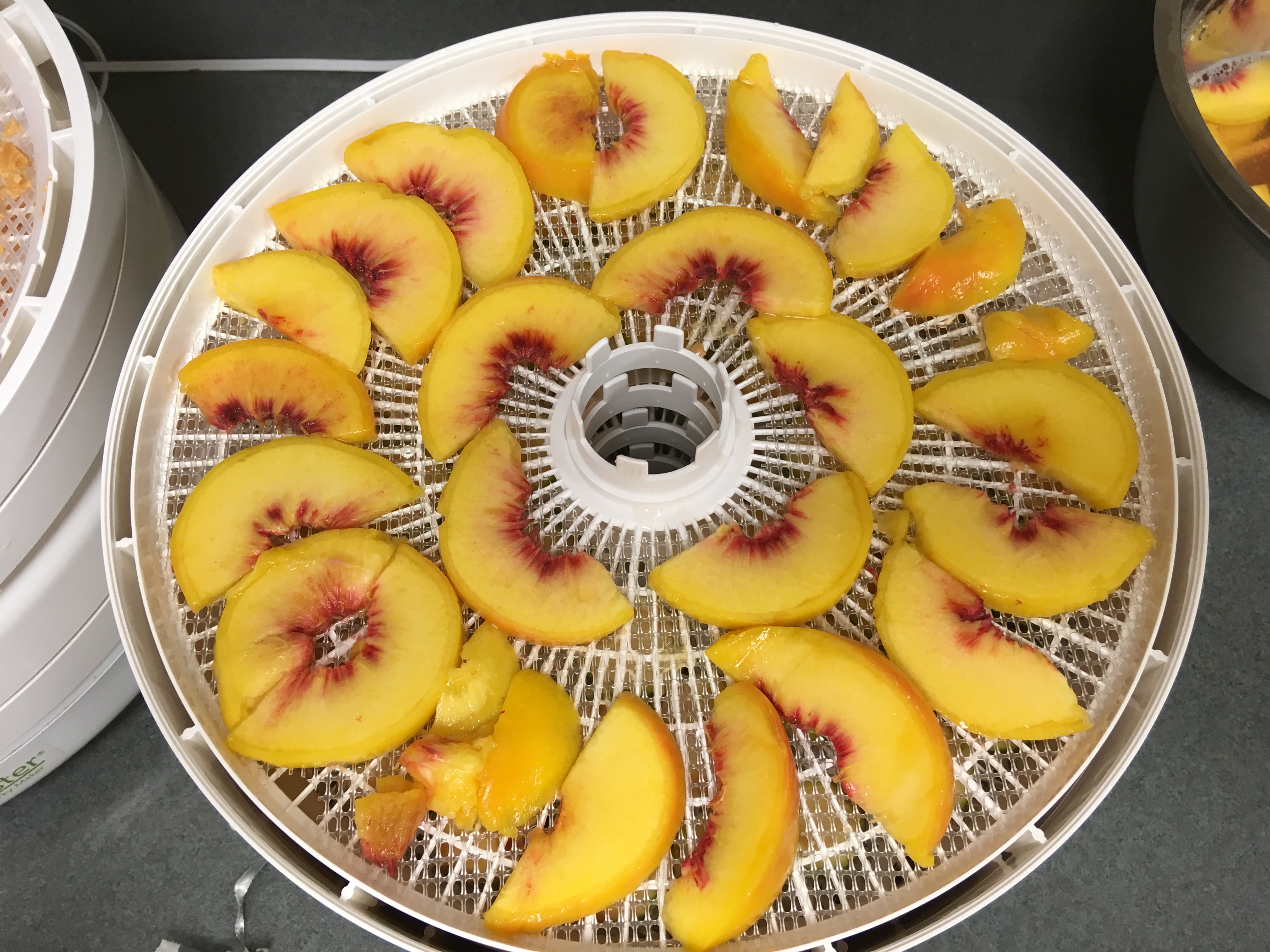 peaches on a dehydrator tray