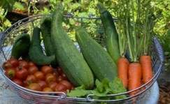 zucchini, carrots,cucumbers, cherry tomatoes, thyme in a basket