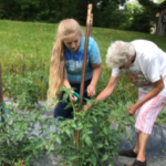 4-H Gardener