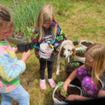 4-H Gardener