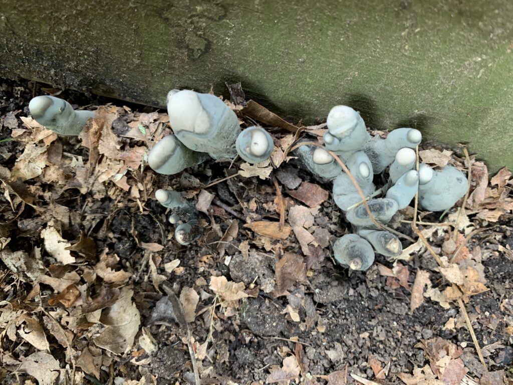 Dead Man's Fingers