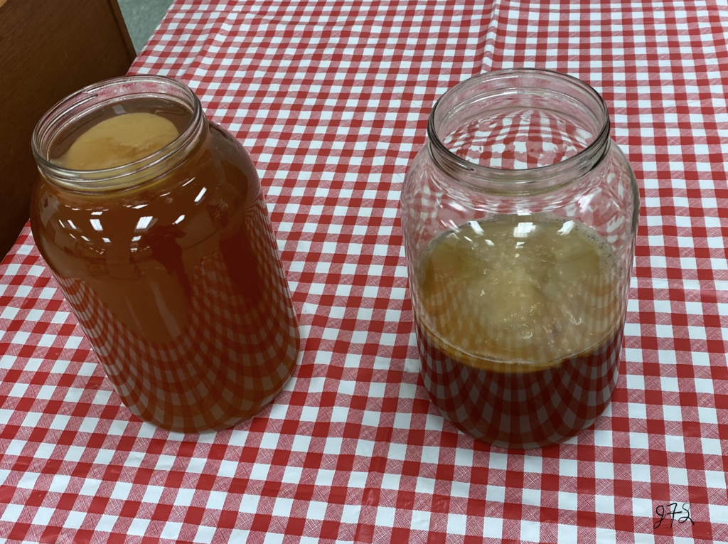 Two gallon jars of kombucha with SCOBYs on checkered table cloth.