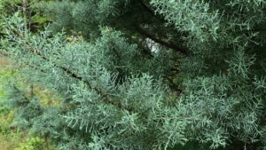 Cover photo for Learn to Grow: Arizona Cypress Var. Carolina Sapphire
