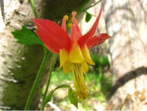 Cover photo for Learn to Grow: Wild Columbine for the Home Garden
