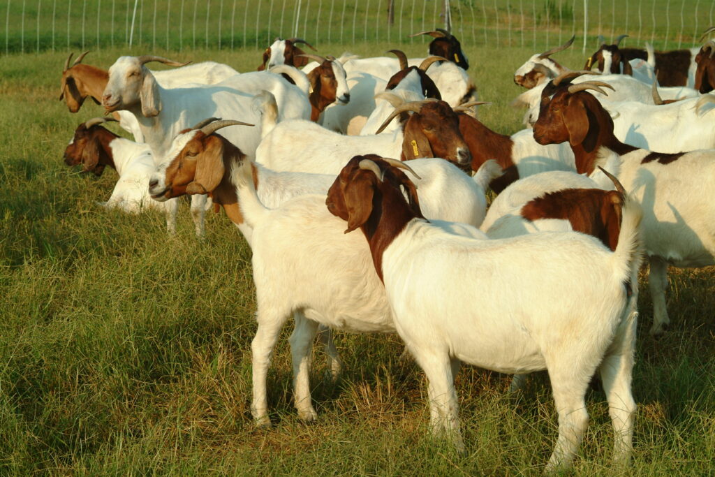 A herd of goats.
