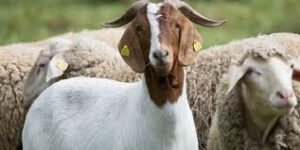 Cover photo for Small Ruminant Producer Networking Group
