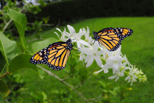 Two Monarch butterflies Latin name Danaus plexippus on a white flower