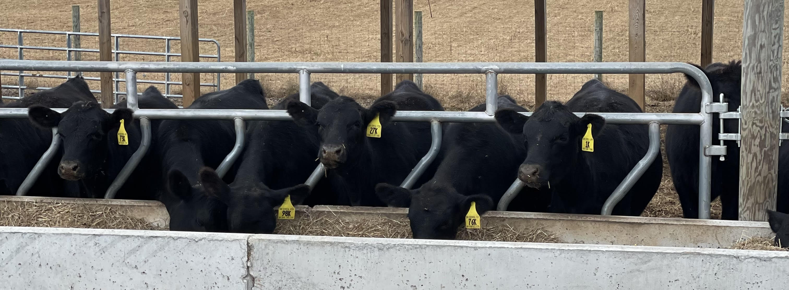 Cows eating at a trough. 