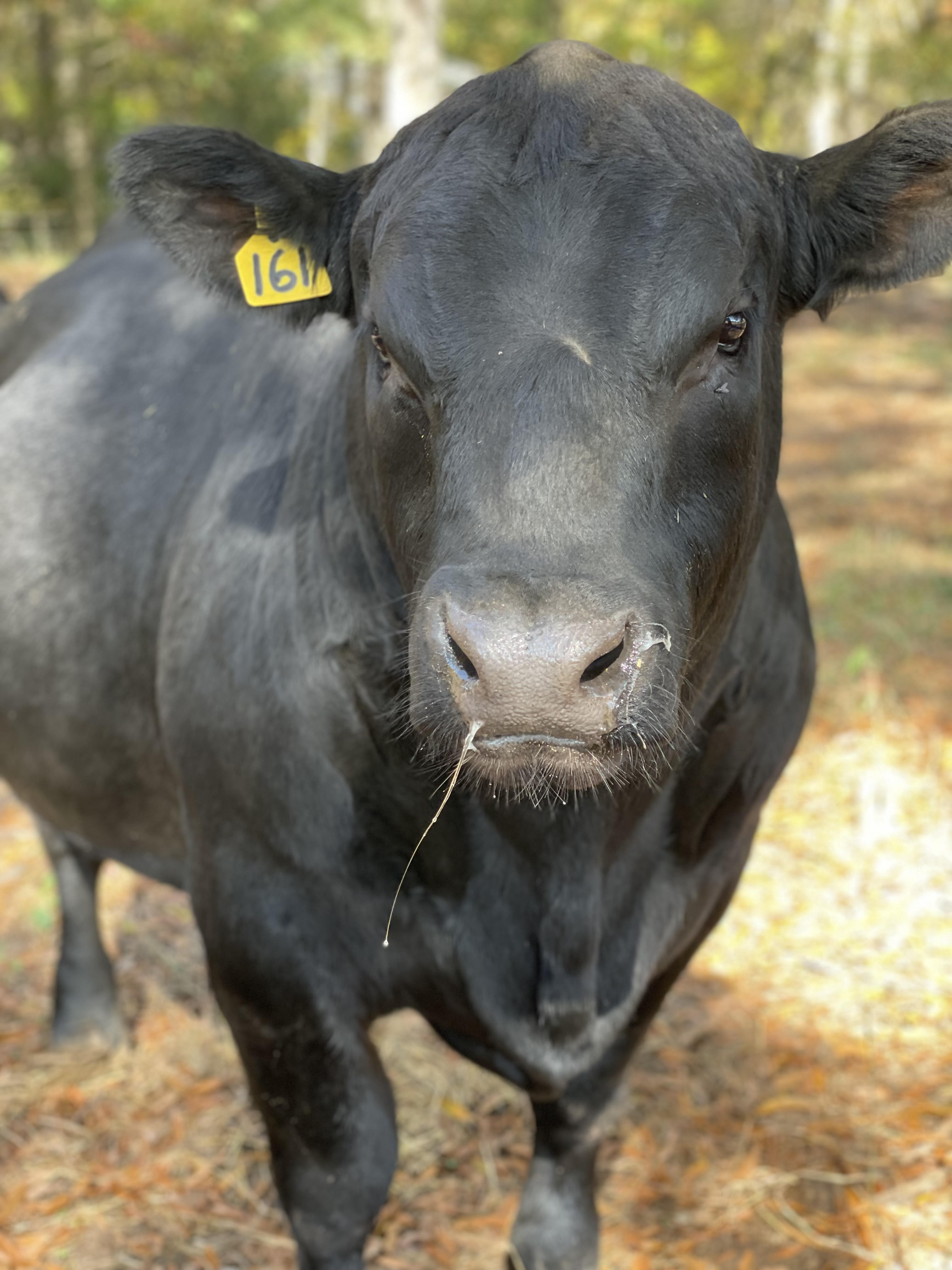 A black cow with an ear tag.
