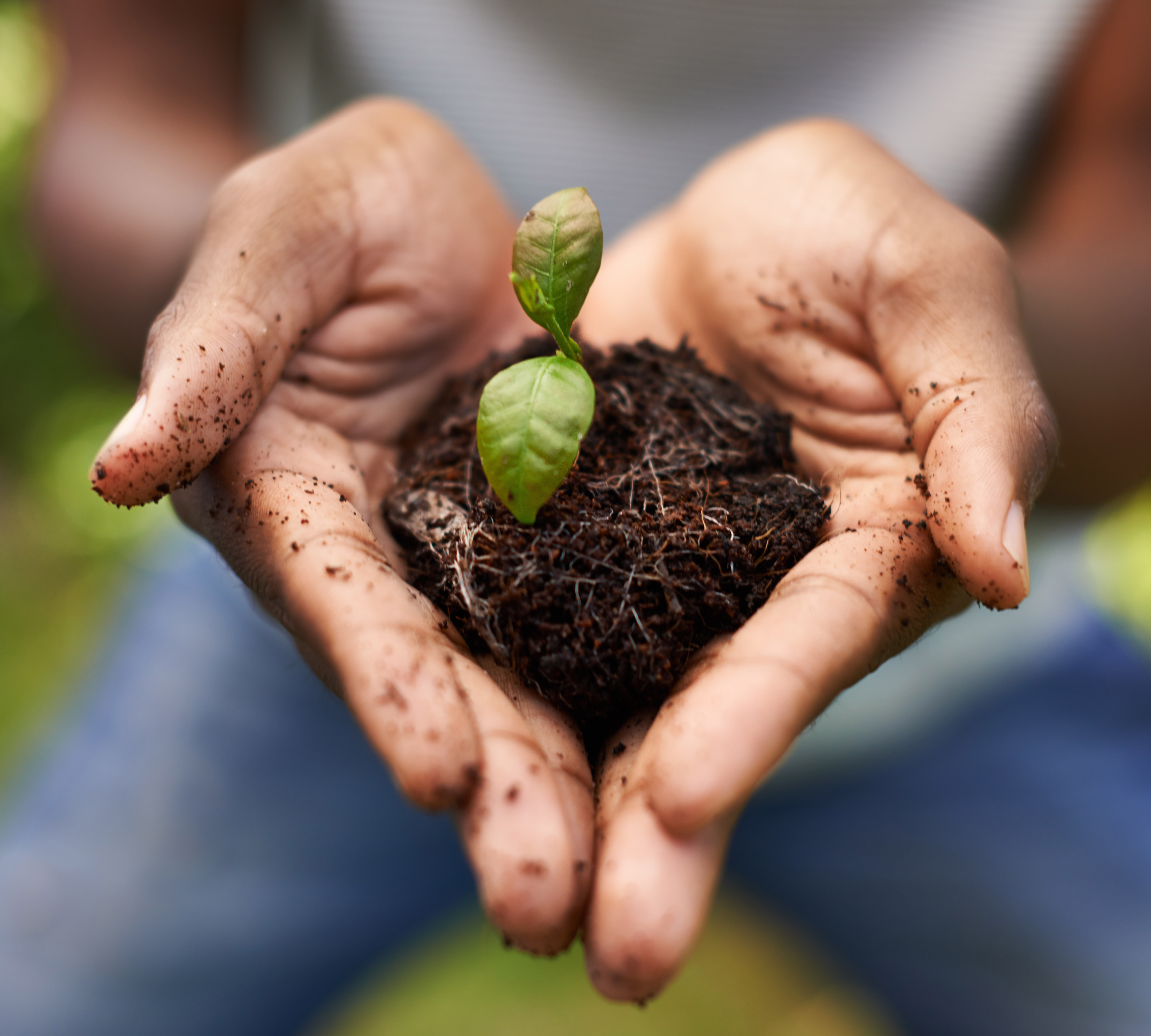 Hand holding soil with a green sprout.