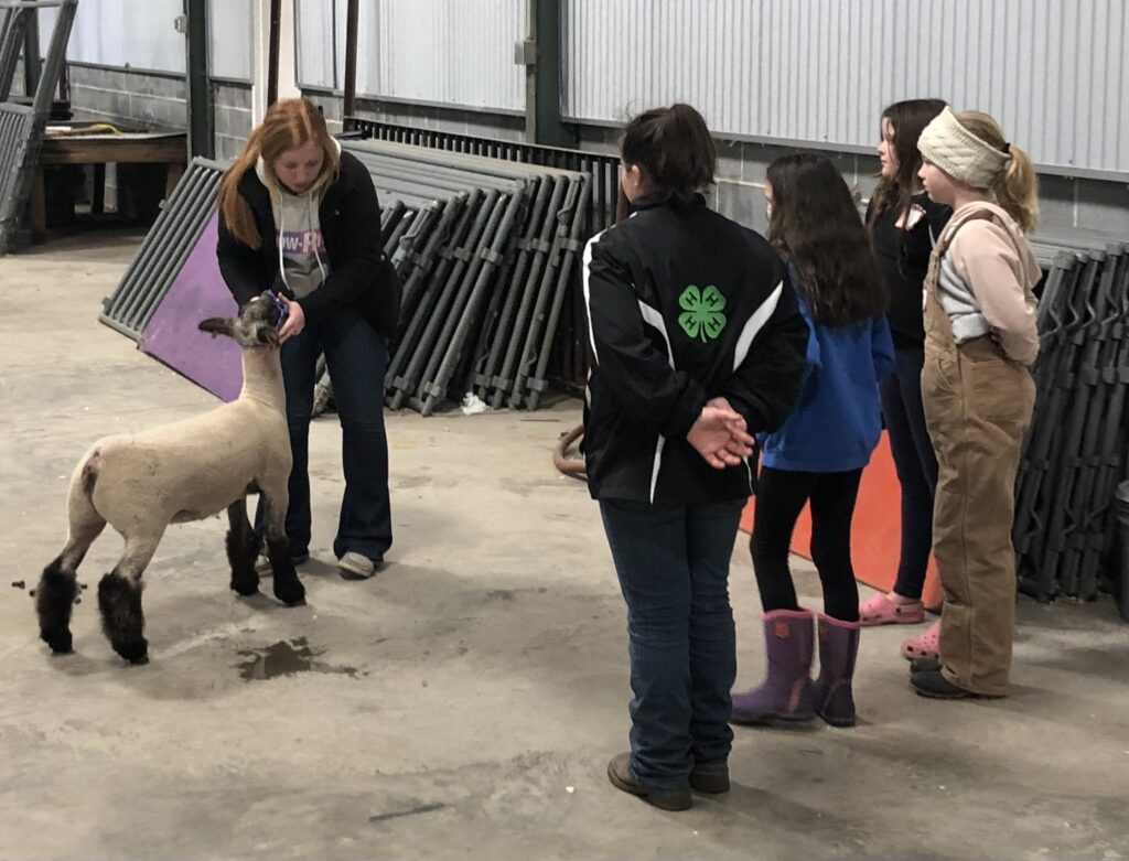 Children look on as a woman demonstrates handling a sheep.