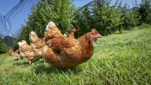 Cover photo for Backyard Flock Series  - Beginner Backyard Poultry