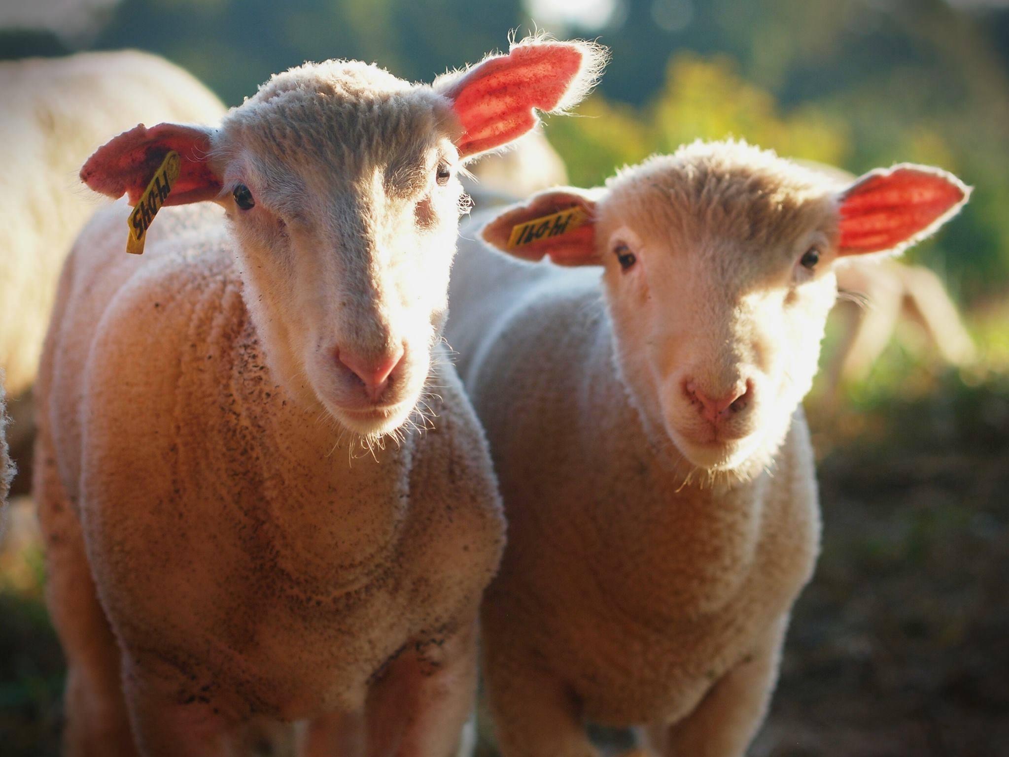 Two sheep look at the camera.