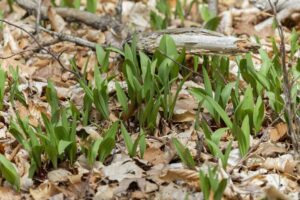 Cover photo for Eating Appalachian: All About Ramps
