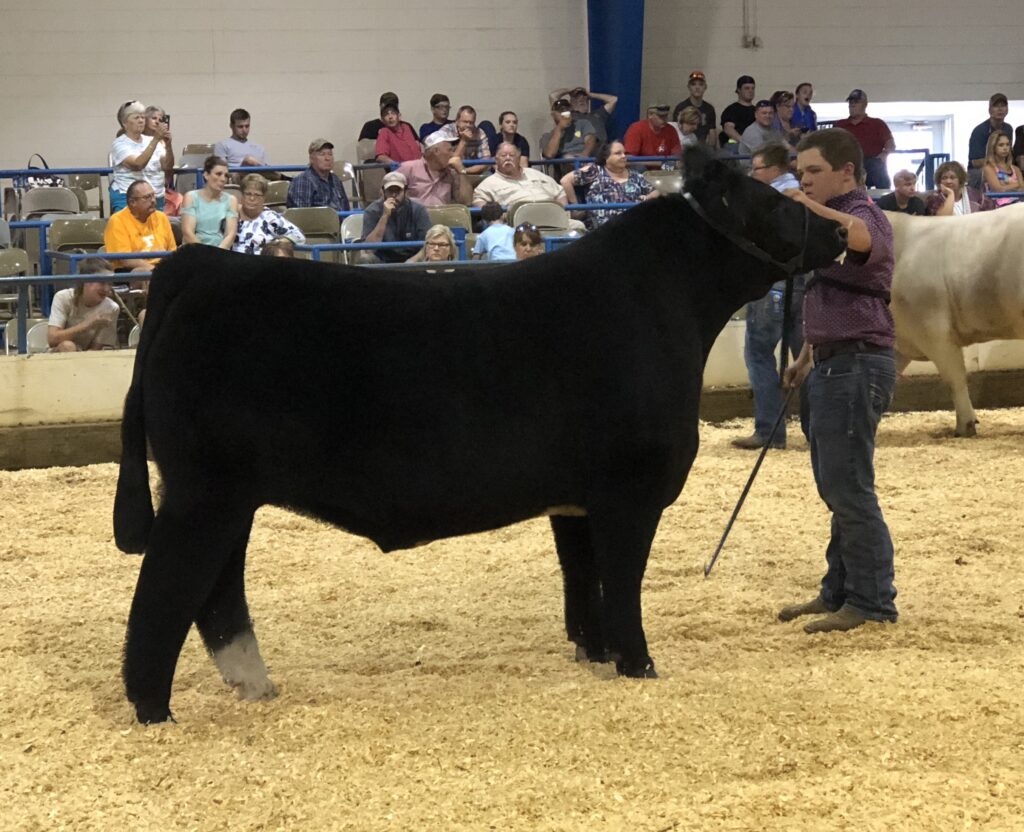 A contestant inspects a cow as part of a contest.