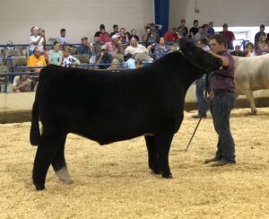 Cover photo for Gary Stamey Junior Beef Youth Scholarship