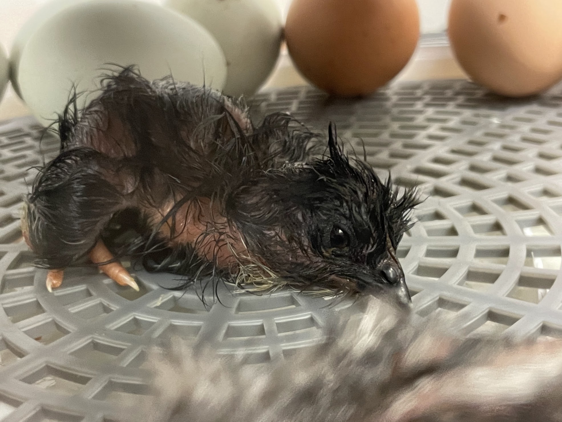 A newly born chick in an incubator.