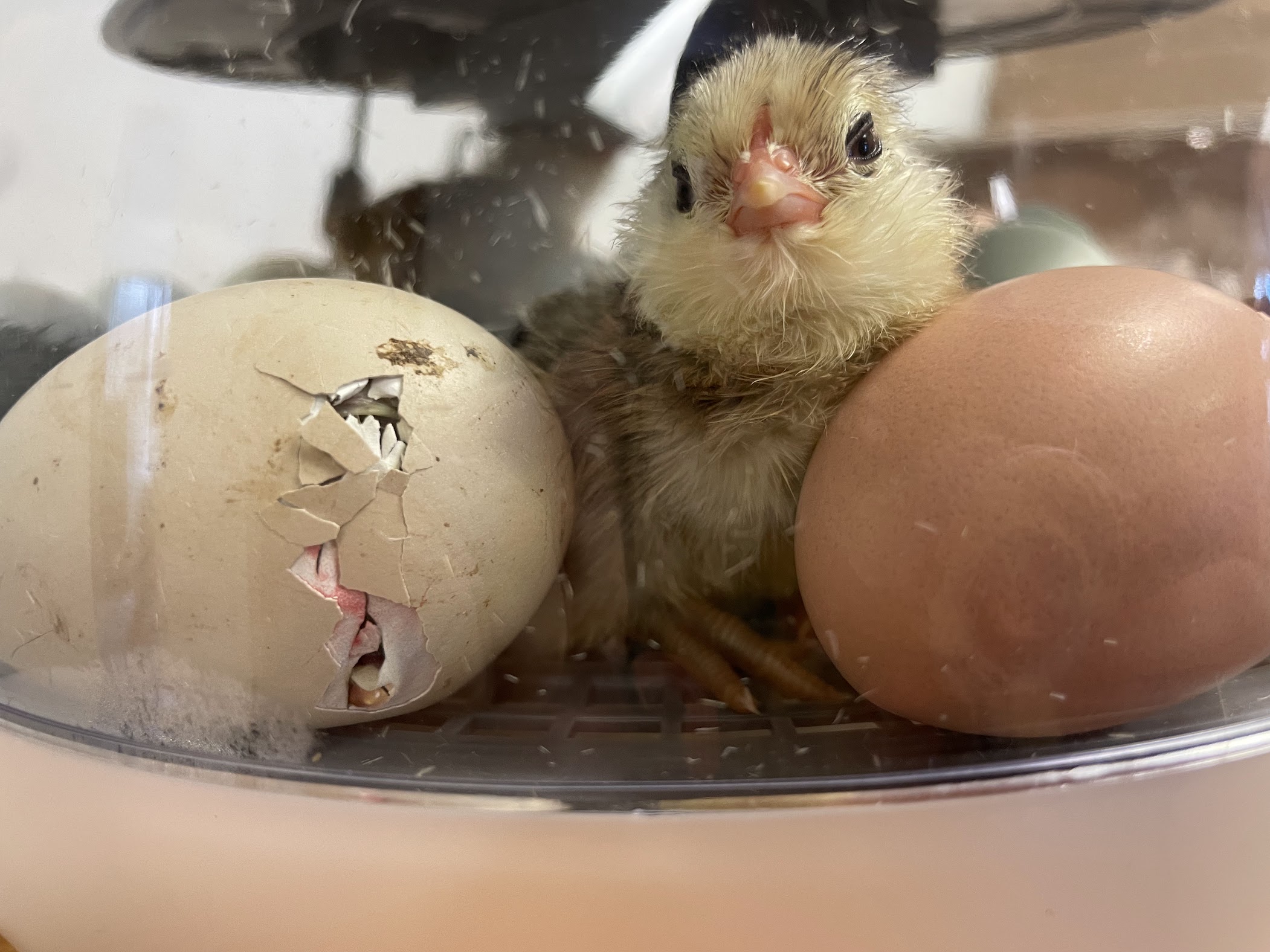 A chick in an incubator with a hatching egg.