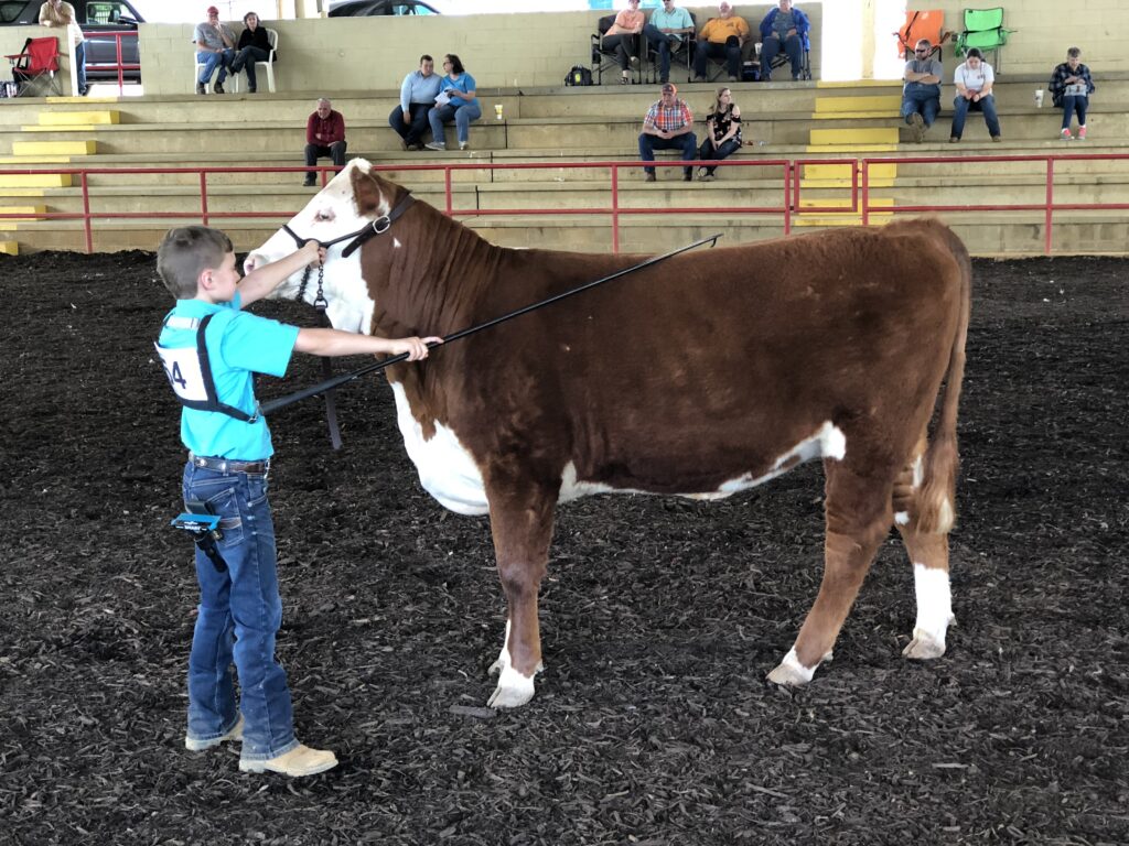 A young man showing a cow in an arena.