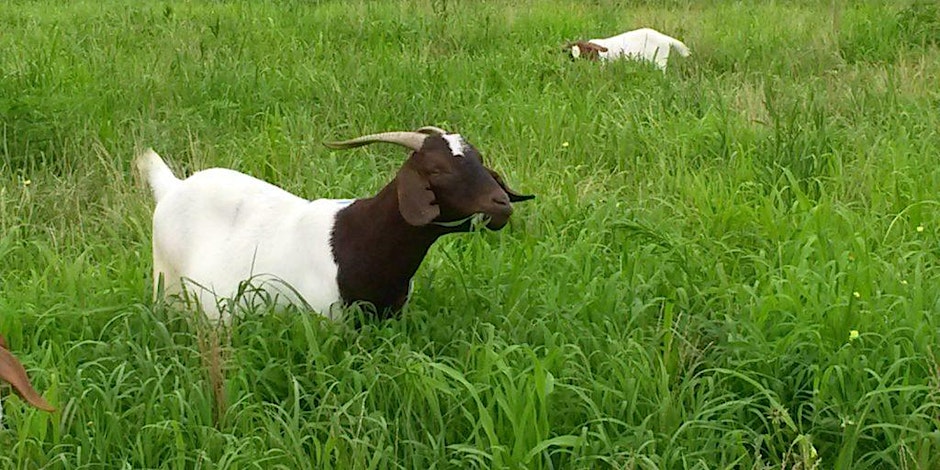Two goats grazing in a field.