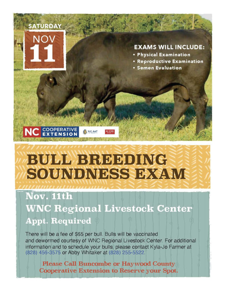 Bull Breeding Soundness Exam