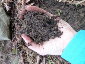 Close up of hand holding compost.