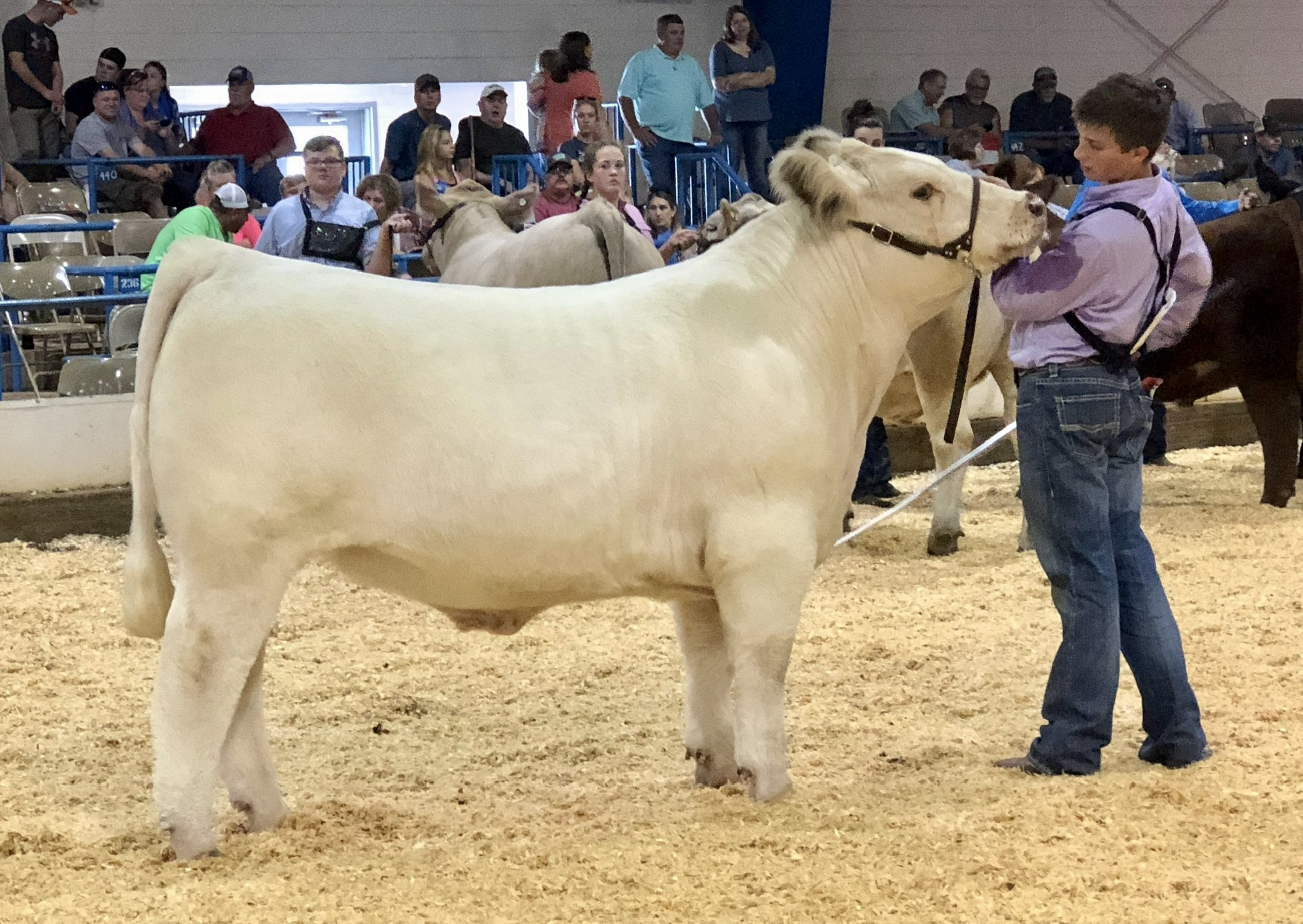 A Youth shows a cow in an arena.