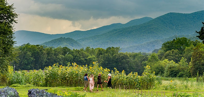 People stand outside of a field of sunflowers in a valley between mountains.