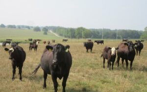 Cover photo for Drought Tips for Pasture Based Livestock