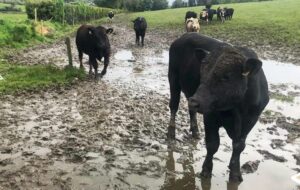 Cover photo for Tips for Livestock, Pasture, Hay, and Feed Issues During Hurricane Recovery