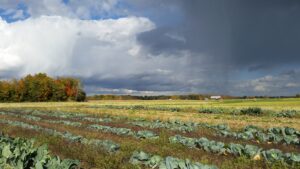 Cover photo for Hurricane Preparation & Recovery for Crop Producers