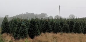 Cover photo for Haywood County Choose and Cut Christmas Trees