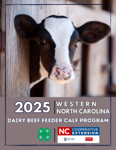 Cover photo for 2025 WNC Dairy Beef Feeder Steer Program